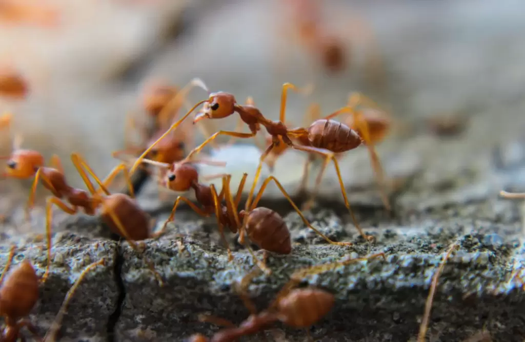ants_2-1024x668 Знищення шкідників 2 Наші послуги